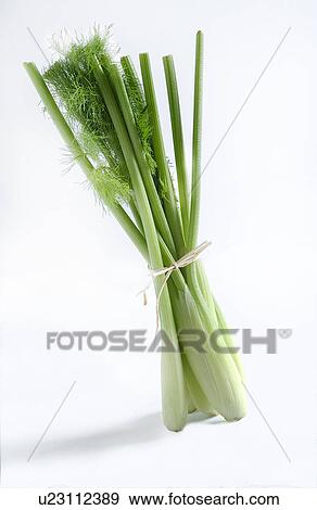 Stock Photo - Bunch of fennel. Fotosearch