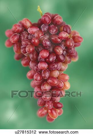 Stock Image - Bunch Of Red Grapes - Non Exclusive. Fotosearch