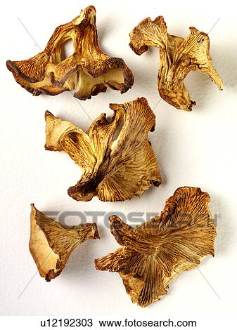 Chanterelle Mushrooms - Non Exclusive View Large Photo Image Stock Image - Chanterelle Mushrooms - Non Exclusive. Fotosearch