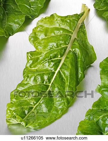 Chard Leaves View Large Photo Image Stock Photography - Chard Leaves. Fotosearch