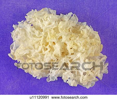 Chinese White Fungus View Large Photo Image Stock Image - Chinese White Fungus. Fotosearch
