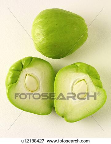Stock Photo - Chow Chow. Fotosearch
