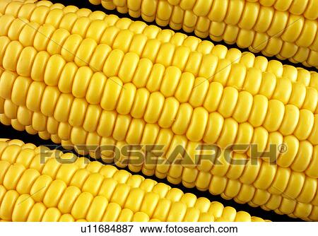 Corn, corn on the cob View Large Photo Image Stock Photo - Corn, corn on the cob. Fotosearch