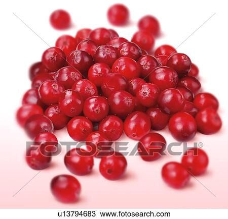 Cranberries - Non Exclusive View Large Photo Image Stock Image - Cranberries - Non Exclusive. Fotosearch