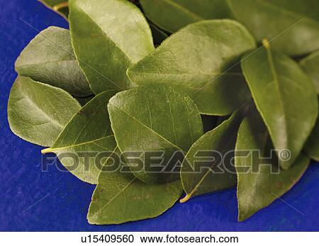 Stock Image - Curry Leaves - Non Exclusive. Fotosearch