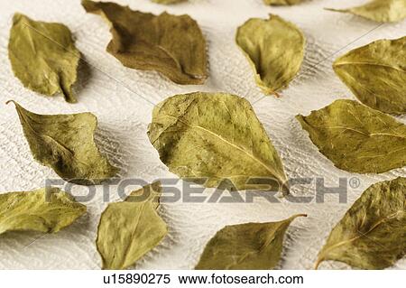 Dried Curry Leaves View Large Photo Image Stock Photography - Dried Curry Leaves. Fotosearch