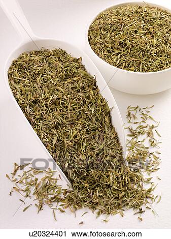 Dried Wild Thyme in Scoop - Non Exclusive View Large Photo Image Stock Image - Dried Wild Thyme in Scoop - Non Exclusive. Fotosearch