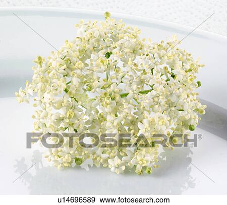 Elderflower - Non Exclusive View Large Photo Image Stock Photo - Elderflower - Non Exclusive. Fotosearch