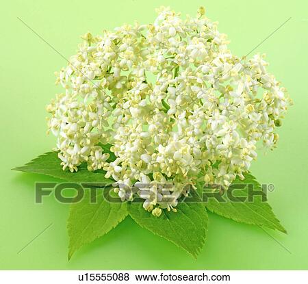 Elderflower on Green - Non Exclusive View Large Photo Image Stock Photo - Elderflower on Green - Non Exclusive. Fotosearch