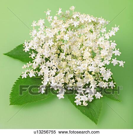 Elderflower With Leaves on Green - Non Exclusive View Large Photo Image Stock Photography - Elderflower With Leaves on Green - Non Exclusive. Fotosearch