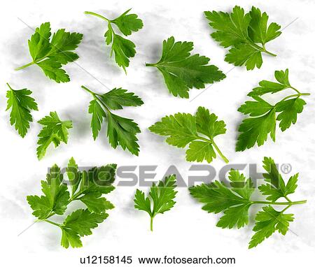 Flat Leaf Parsley - Non Exclusive View Large Photo Image Stock Photography - Flat Leaf Parsley - Non Exclusive. Fotosearch