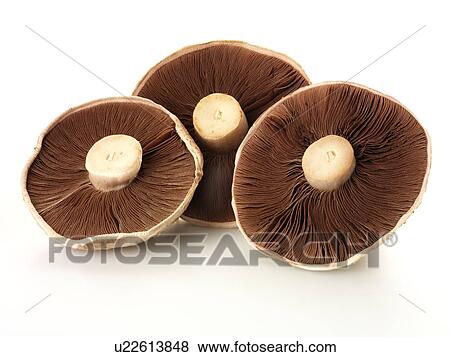 Flat Mushrooms - Non Exclusive View Large Photo Image Stock Photo - Flat Mushrooms - Non Exclusive. Fotosearch