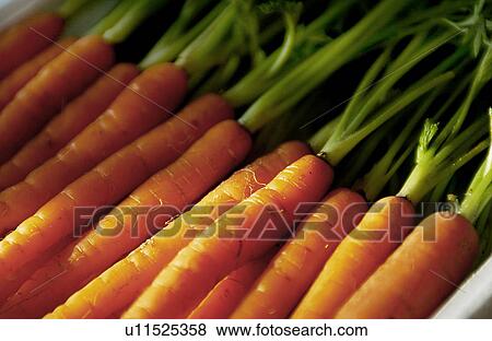 Stock Photo - Fresh carrots. Fotosearch