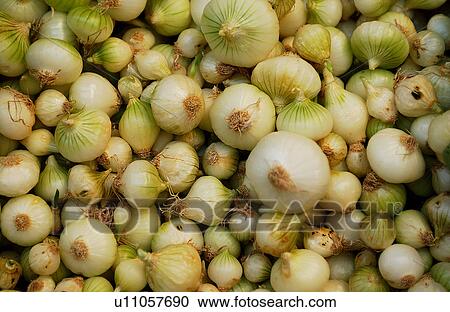 Fresh market onions View Large Photo Image Stock Image - Fresh market onions. Fotosearch