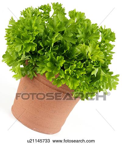 Fresh Parsley View Large Photo Image Stock Image - Fresh Parsley. Fotosearch