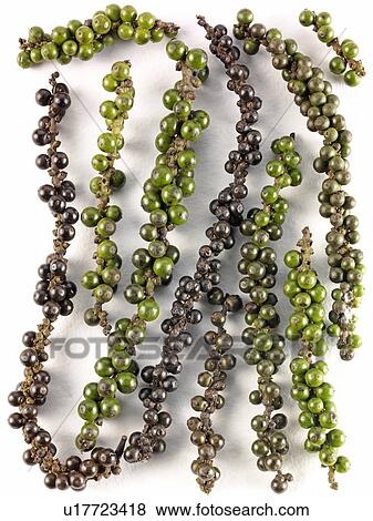 Stock Photo - Fresh Peppercorns. Fotosearch