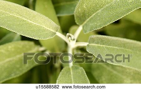 Fresh sage bud and leaves View Large Photo Image Stock Image - Fresh sage bud and leaves. Fotosearch