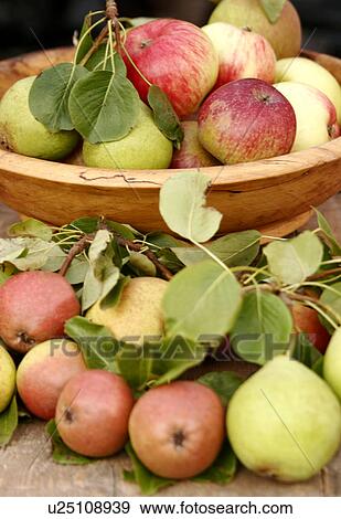 Stock Photo - Freshly harvested apples and pears. Fotosearch