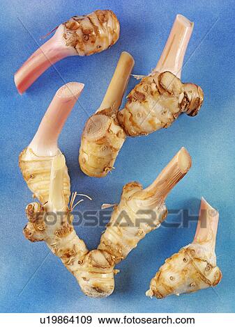 Galangal View Large Photo Image Stock Photo - Galangal. Fotosearch