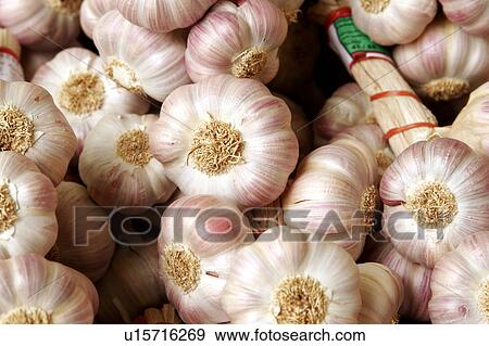 Garlic bulbs View Large Photo Image Stock Photo - Garlic bulbs. Fotosearch