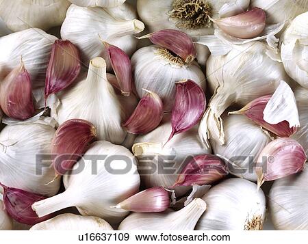 Garlic - Non Exclusive View Large Photo Image Stock Photo - Garlic - Non Exclusive. Fotosearch