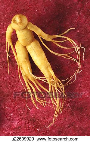 Ginseng View Large Photo Image Stock Photo - Ginseng. Fotosearch