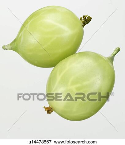 Stock Photo - Gooseberries - Non Exclusive. Fotosearch