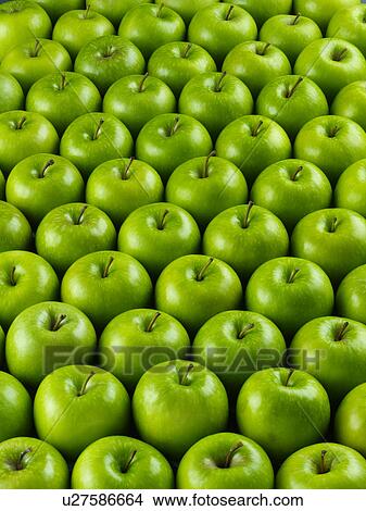 Green Apples - Non Exclusive View Large Photo Image Picture - Green Apples - Non Exclusive. Fotosearch