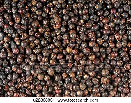 Juniper Berries View Large Photo Image Stock Image - Juniper Berries. Fotosearch