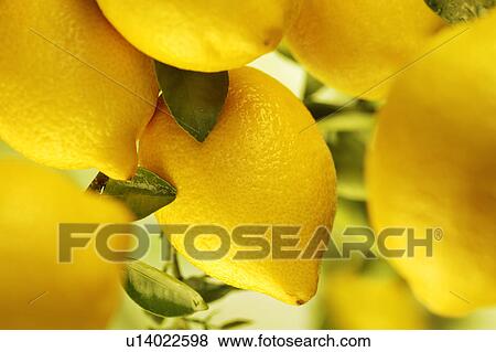 Lemon tree View Large Photo Image Stock Photo - Lemon tree. Fotosearch