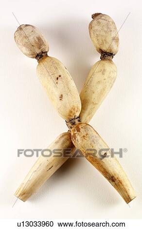 Lotus Root View Large Photo Image Stock Image - Lotus Root. Fotosearch