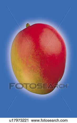 Stock Image - Mango on blue. Fotosearch
