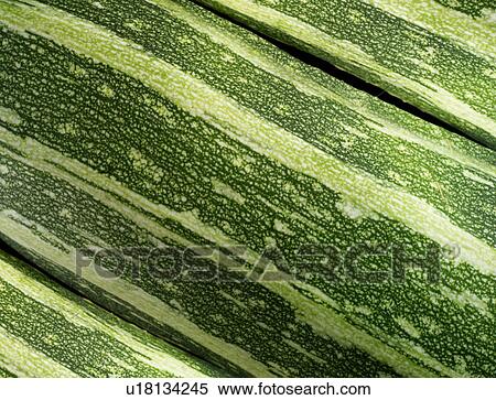 Marrow, zucchini View Large Photo Image Stock Photography - Marrow, zucchini. Fotosearch