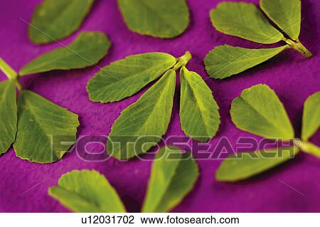 Methi Leaves - Non Exclusive View Large Photo Image Stock Image - Methi Leaves - Non Exclusive. Fotosearch
