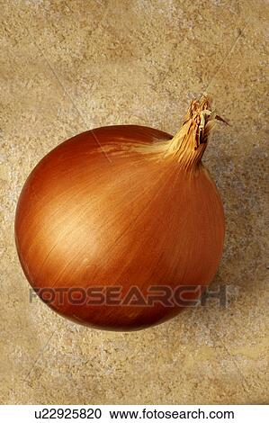 Stock Image - Onion. Fotosearch