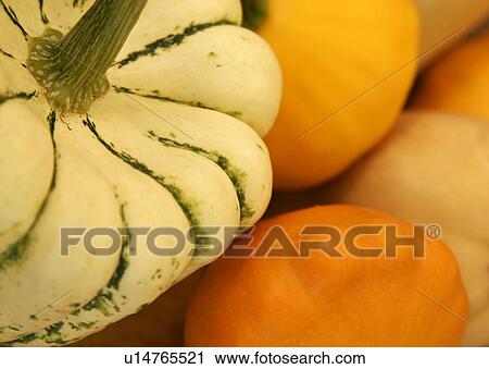 Organic Squash Selection View Large Photo Image Stock Image - Organic Squash Selection. Fotosearch