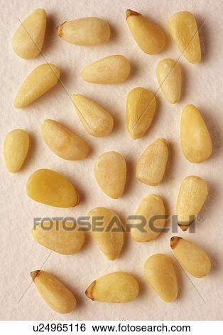 Pine kernels on white View Large Photo Image Stock Photograph - Pine kernels on white. Fotosearch