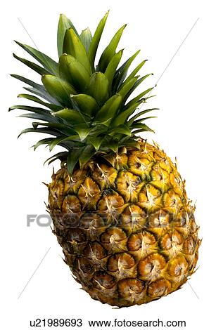 Pineapple - Non Exclusive View Large Photo Image Stock Image - Pineapple - Non Exclusive. Fotosearch