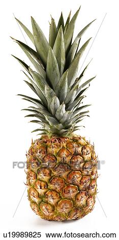 Pineapple View Large Photo Image Stock Photography - Pineapple. Fotosearch