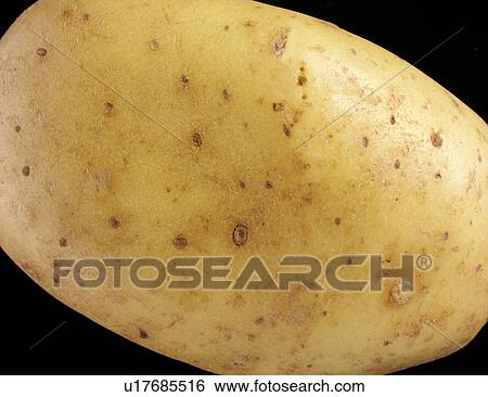 Stock Photograph - Potato. Fotosearch