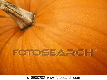 Stock Image - Pumpkin. Fotosearch