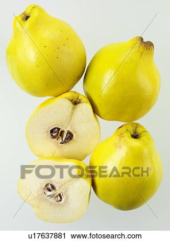 Stock Image - Quince. Fotosearch