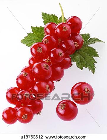 Redcurrants View Large Photo Image Stock Image - Redcurrants. Fotosearch