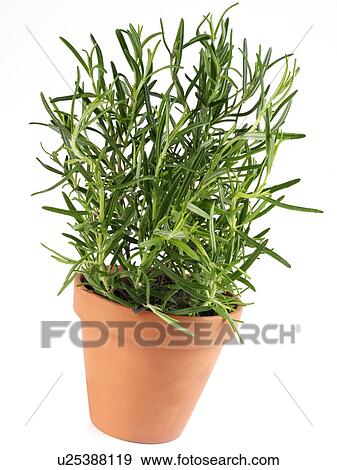 Stock Photo - Rosemary growing, a pot. Fotosearch