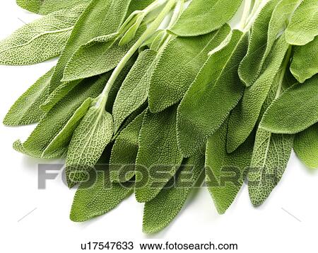 Sage View Large Photo Image Stock Image - Sage. Fotosearch