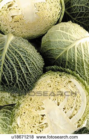 Stock Photo - Savoy cabbages. Fotosearch
