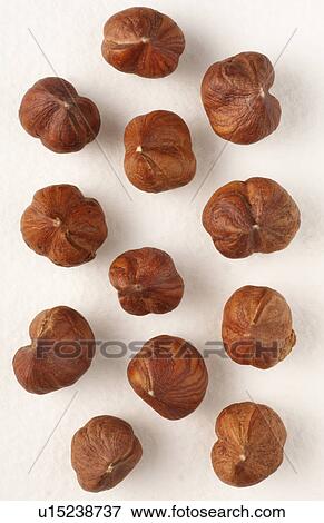 Shelled hazelnuts View Large Photo Image Stock Photo - Shelled hazelnuts. Fotosearch