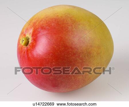 Single Mango - Non Exclusive View Large Photo Image Stock Photo - Single Mango - Non Exclusive. Fotosearch