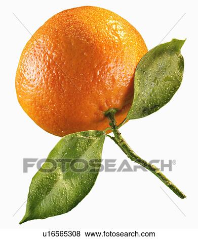 Single Satsuma - Non Exclusive View Large Photo Image Stock Photo - Single Satsuma - Non Exclusive. Fotosearch