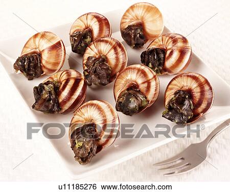 Snails / Escargot - Non Exclusive View Large Photo Image Stock Photograph - Snails / Escargot - Non Exclusive. Fotosearch